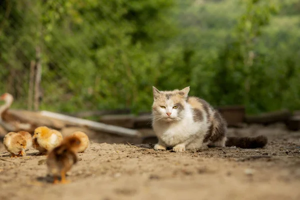 Γάτα Κυνηγάει Ένα Μικρό Κοτόπουλο Στην Αυλή — Φωτογραφία Αρχείου