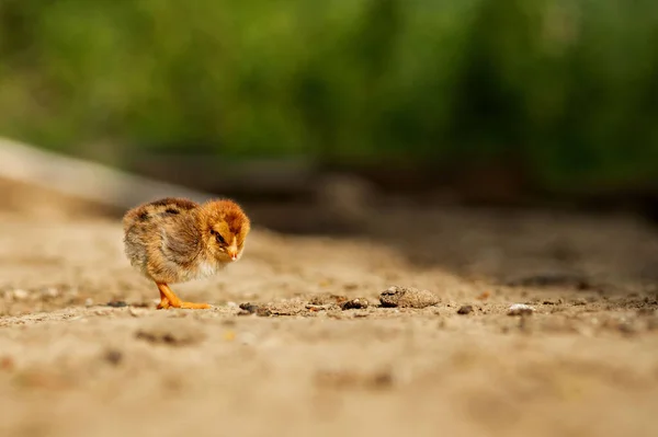 Portrait Pâques Petit Poulet Jaune Pelucheux Marchant Dans Cour Village — Photo