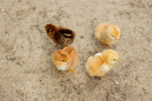 Hermoso Grupo Pollos Están Pie Juntos — Foto de Stock