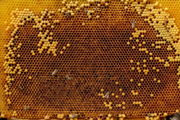 Zbliżenie Pszczół Plastrze Miodu Pasiece Wybiórcze Skupienie Przestrzeń Kopiowania — Zdjęcie stockowe