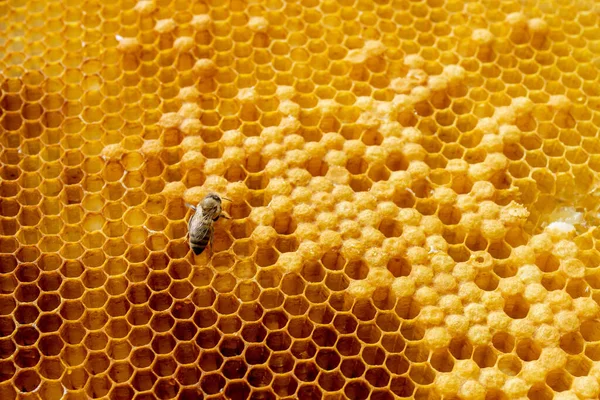 Primer Plano Las Abejas Panal Colmenar Enfoque Selectivo Espacio Copia — Foto de Stock