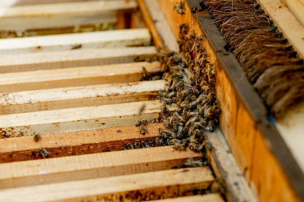 양봉가는 벌집을 돌봅니다 아피아 노스는 벌집을 보여준다 양봉가는 벌집을 돌봅니다 — 스톡 사진