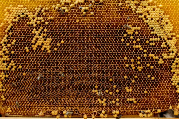 양봉가의 벌집에 선택적 복사하는 — 스톡 사진