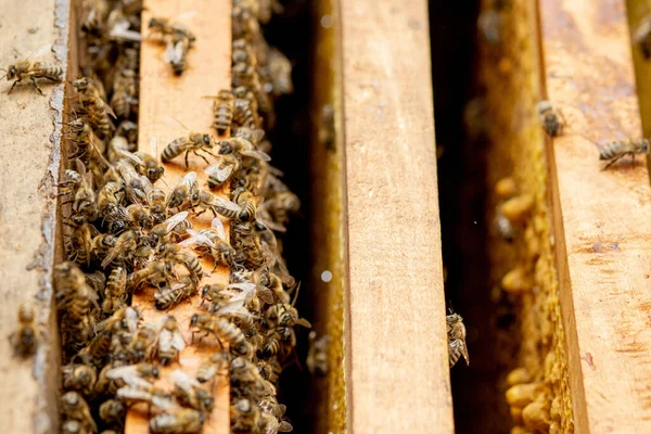 Μελισσοκομικές Κυψέλες Στη Φροντίδα Των Μελισσών Κηρήθρες Και Μέλισσες Μελισσοκόμος — Φωτογραφία Αρχείου