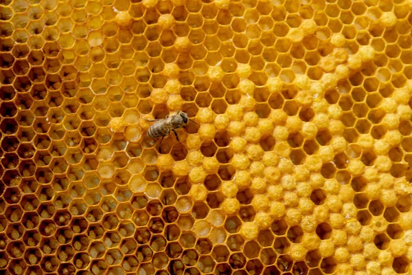 Nahaufnahme Von Bienen Auf Bienenwaben Bienenhaus Selektiver Fokus Kopierraum — Stockfoto