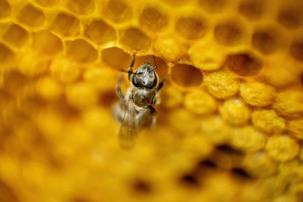 Makro Zdjęcie Uli Pszczół Plastrze Miodu Przestrzenią Kopiowania Pszczoły Produkują — Zdjęcie stockowe