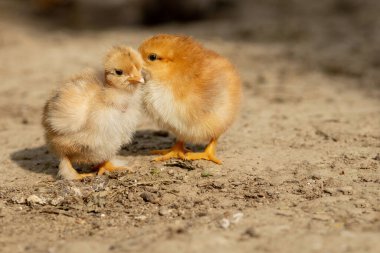 Güneşli bir bahar gününde köyün bahçesinde yürüyen küçük tüylü sarı tavuğun portresi..