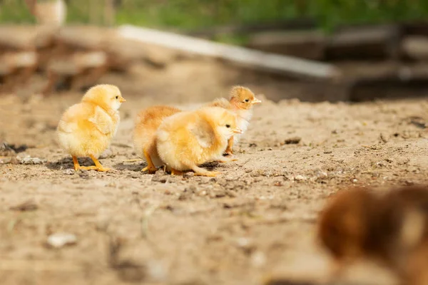 Retrato Pequeñas Gallinas Esponjosas Pascua Caminando Patio Patio Granja Día — Foto de Stock