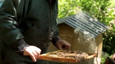 Arıcı elinde arılar olan bir bal çerçevesi tutuyor. Arıcı iş başında, fazla bal peteğini kaldırıyor.