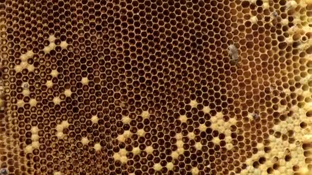 Honey Bee en nid d'abeille. Gros plan des abeilles en nid d'abeille dans le rucher en été - focus sélectif