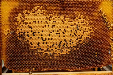 Arı kovanındaki arılara yakın çekim - seçici odak, boşluğu kopyala.