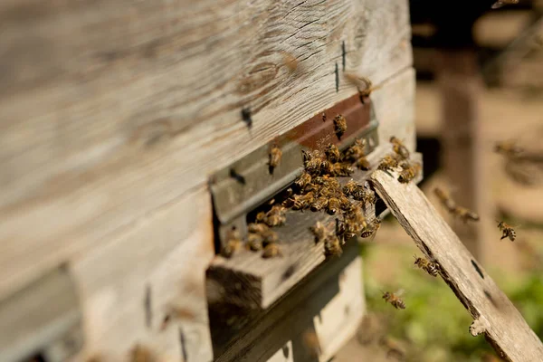 Una Vista Cerca Las Abejas Que Trabajan Trayendo Polen Flores —  Fotos de Stock