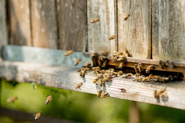 Una Vista Cerca Las Abejas Que Trabajan Trayendo Polen Flores —  Fotos de Stock