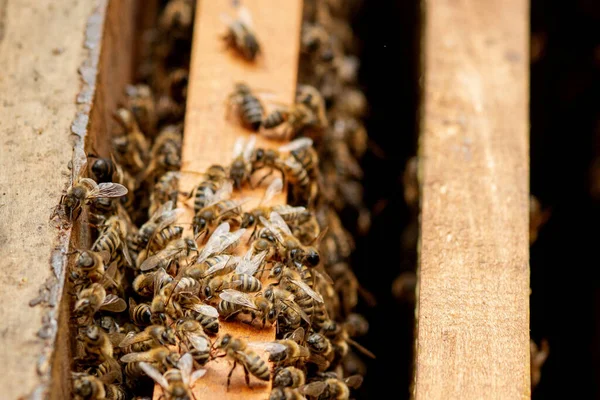 Μελισσοκομικές Κυψέλες Στη Φροντίδα Των Μελισσών Κηρήθρες Και Μέλισσες Μελισσοκόμος — Φωτογραφία Αρχείου