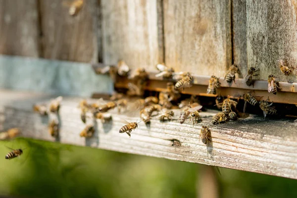 Muchas Abejas Regresan Colmena Entran Colmena Con Néctar Floral Recogido —  Fotos de Stock