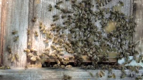 Muitas Abelhas Retornando Colmeia Entrando Colmeia Com Néctar Floral Coletado — Vídeo de Stock