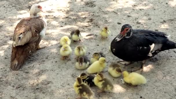 Domestic Duck Family Stock Muscovy Ducklings Mother — Stock Video