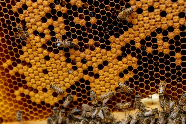 Пчеловод Пчеловод Работает Пчелами Возле Ульев Вынося Рамы Сотами Осмотра — стоковое фото