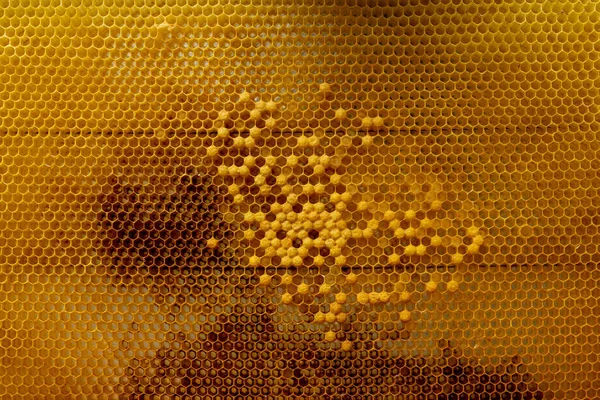 Honigbiene Auf Wabe Nahaufnahme Von Bienen Auf Bienenwaben Bienenhaus Sommer — Stockfoto
