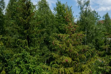 Young growing spruce blossom on a tip of branch spring, beautiful new cones in spruce. clipart