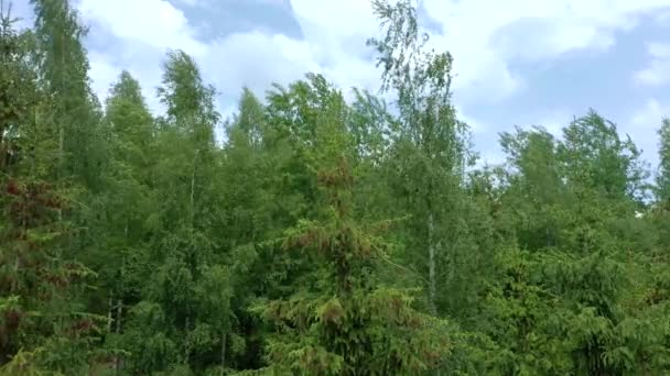 Young Growing Spruce Blossom Tip Branch Spring Beautiful New Cones — Stock Video