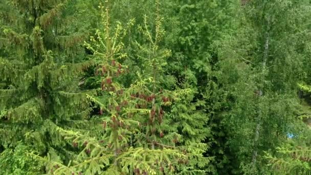 嫩绿色的云杉在枝梢上绽放 美丽的新球果在云杉上 — 图库视频影像