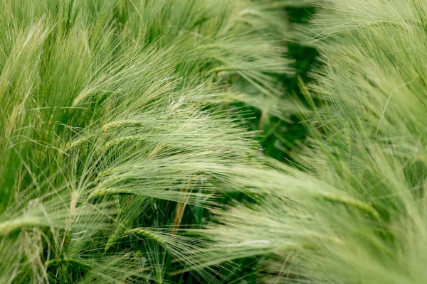 Las Espigas Cebada Bajo Peso Del Grano Son Eliminadas Masa — Foto de Stock