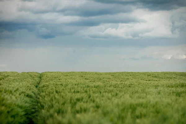 Green Barley Field Solig Dag Europa — Stockfoto