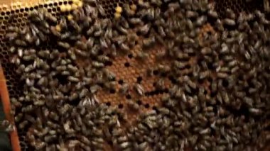 Arı yetiştiricisi bal peteklerine bakar. Apiarist boş bir bal peteği gösteriyor. Arı yetiştiricisi arılarla ve bal petekleriyle ilgilenir. Boş arı bal petekleri