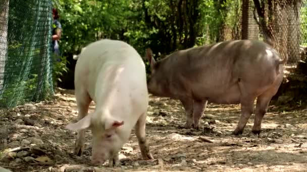 Les Porcs Marchent Sur Route Campagne — Video