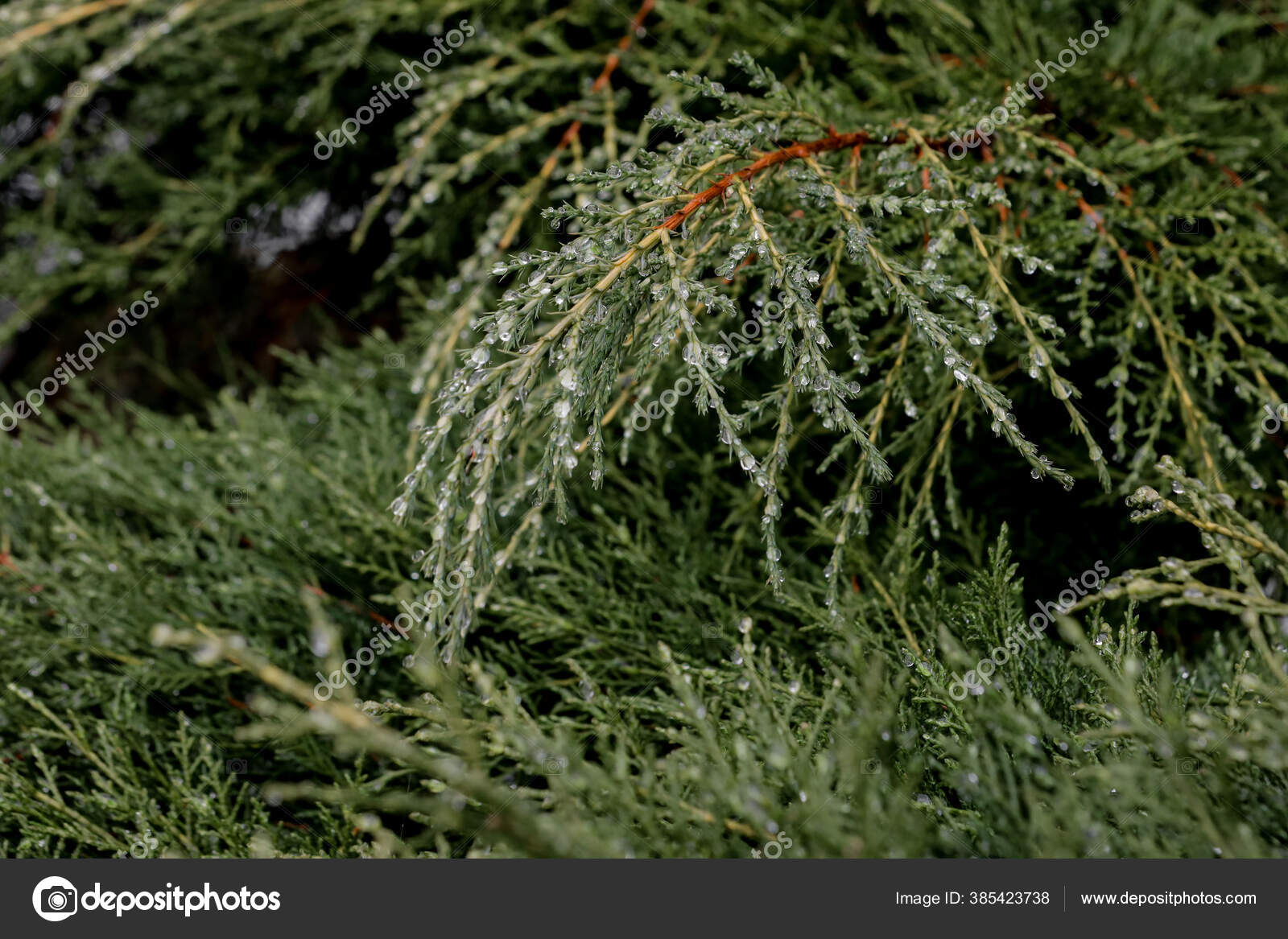 Embun Tetes Sore Berawan Daun Pinus Pohon Pinus Stok Foto C Volody100 Ukr Net 385423738