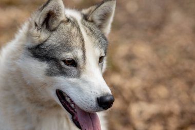 Büyüleyici sonbahar ormanında duran muhteşem Sibirya Husky köpeğinin portresi.