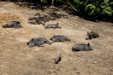 Yaban domuzu - Sus scrofa - doğal ortamında bataklıkta. Vahşi doğanın fotoğrafı.