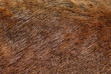 Arkaplan görüntüsü olarak kullanılan kahverengi geyik kürkü.