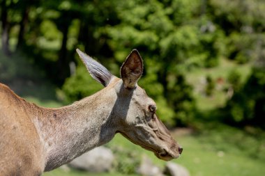 Genç geyik portresi. Doğa sahnesinde geyik. Geyik geyiği portresi.
