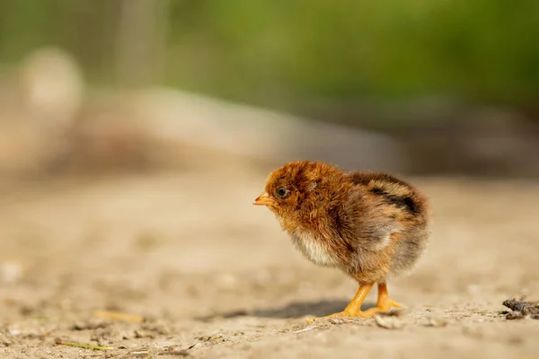 Retrato Pascua Pequeño Pollo Amarillo Esponjoso Caminando Patio Del Pueblo — Foto de Stock