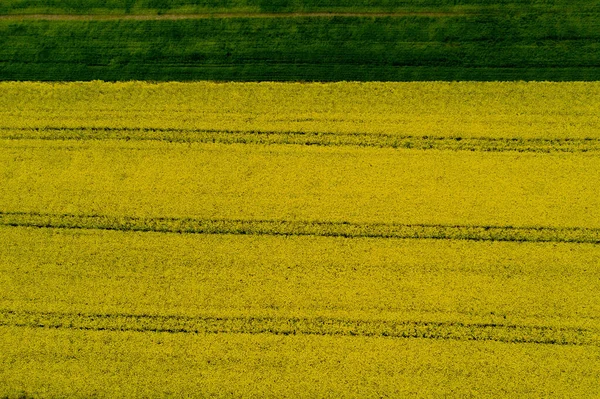 Field Flowering Yellow Oilseed Rapeseed — Stock Photo, Image