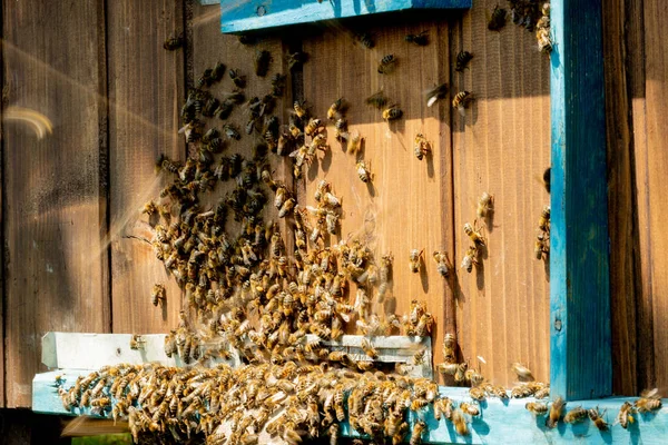 在工作的蜜蜂用爪子把花粉带到蜂房的特写镜头下 蜂蜜是一种养蜂产品 蜜蜂蜜是用漂亮的黄色蜂窝采集的 — 图库照片