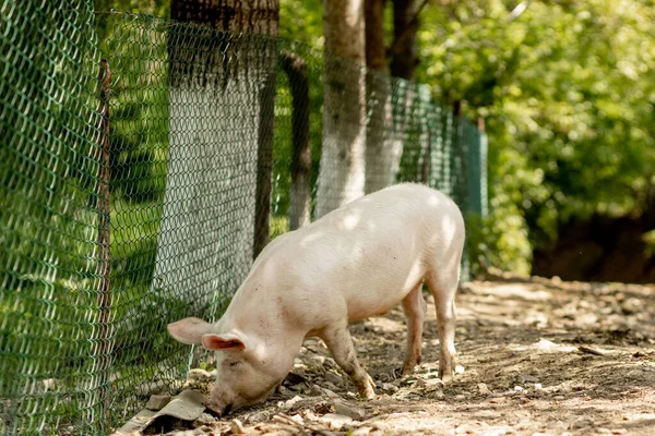 猪在乡间的路上走着 农村景观 — 图库照片
