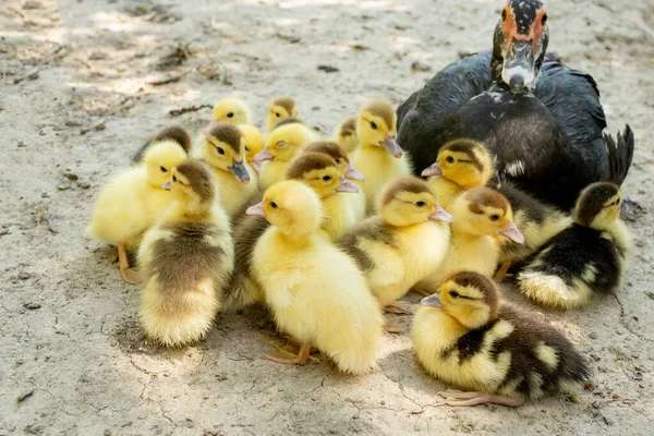 Madre Pato Con Sus Patitos Hay Muchos Patitos Siguiendo Madre — Foto de Stock