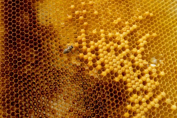 Makroaufnahme Eines Bienenstocks Auf Einer Wabe Mit Kopierraum Bienen Produzieren — Stockfoto