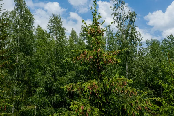 Flor Abeto Crescimento Jovem Uma Ponta Primavera Ramo Belos Novos — Fotografia de Stock