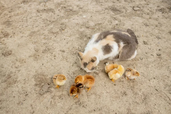 Easter chicken eating with kind cat. Friends