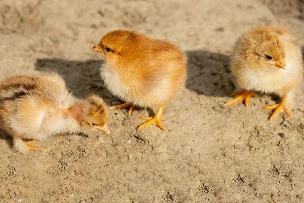 Retrato Pascua Pequeño Pollo Amarillo Esponjoso Caminando Patio Del Pueblo — Foto de Stock