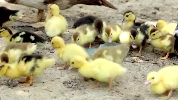 Familjen Duck Bestånd Myskänder Med Mor — Stockvideo