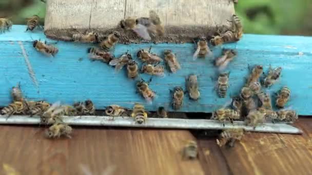 蜜蜂蜂窝 带蜂窝的普朗克 亲爱的蜜蜂蜂房上的蜜蜂 — 图库视频影像