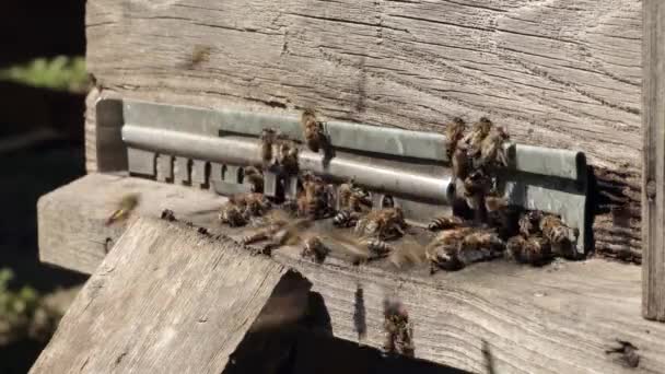 Vue Rapprochée Des Abeilles Actives Qui Apportent Pollen Fleurs Ruche — Video