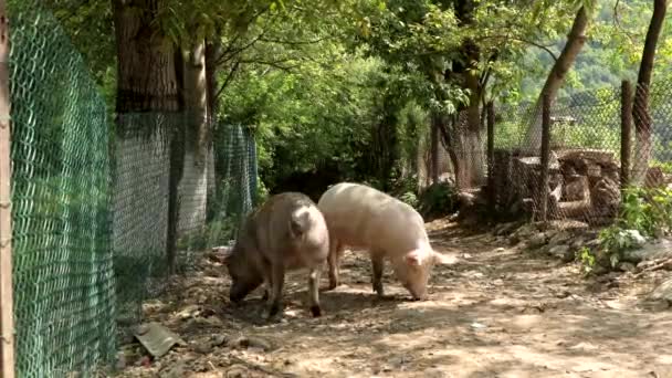 Maiali Camminano Sulla Strada Campagna — Video Stock