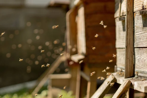 벌들이 집으로 돌아가 화밀과 꽃가루를 안으로 들어갑니다 벌들이 꽃에서 화밀을 — 스톡 사진