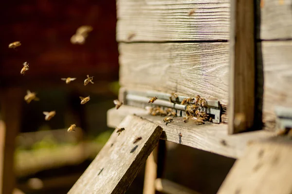 Wiele pszczół wraca do uli pszczół i wchodzi do ula z zebranym nektarem kwiatowym i pyłkiem kwiatowym. Rój pszczół zbierających nektar z kwiatów. Zdrowy miód z gospodarstw ekologicznych. — Zdjęcie stockowe